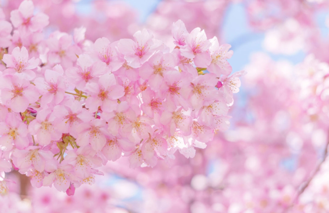 お花見の持ち物をスマートに整える。春の行楽を気軽に楽しむ準備のコツ